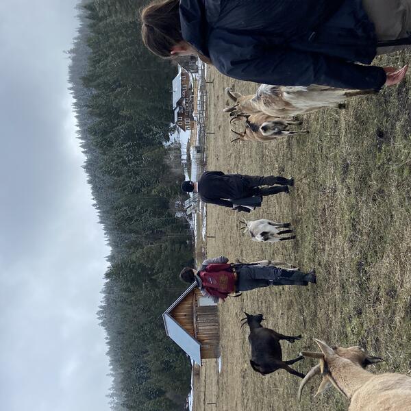 People from the back walking with goats
